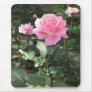 Pink Rose 1