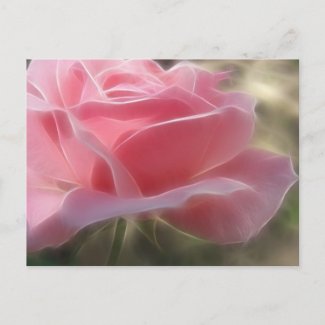 Pink Rose 3 Angelic postcard