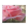 Pink Rose 3 Angelic