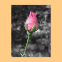 Pink Rose 4 postcards by LivingNature Pink Rose 4 postcards