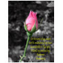 Pink Rose 4 Psalm 19:14