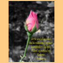 Pink Rose 4 Psalm 19:14 t-shirts by ChristianDevotion Pink Rose 4 Psalm 19:14 t-shirts