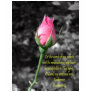 Pink Rose 4 Psalm 19:14