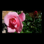 Pink Rose and Bud Print