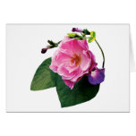 Pink Rose and Purple Morning Glories Greeting Cards