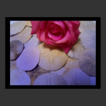 Pink Rose and Sand Dollars 3 posters by dduhaime55 Pink Rose and Sand Dollars 3 posters