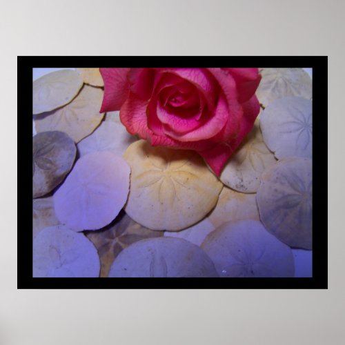 Pink Rose and Sand Dollars 3 print