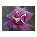 Pink Rose Art - Floral Painting Postcards