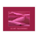Pink rose - Be my Valentine postcard