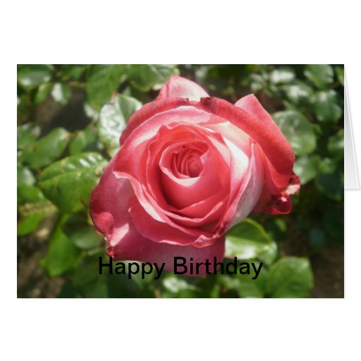 deep pink rose birthday card