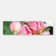 Pink Rose Bud  Bumper Stickers
