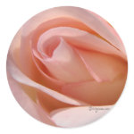 Pink Rose bud curl wedding envelope sticker sticker