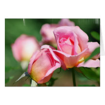 Pink Rose Bud  Greeting Card