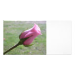 pink rose bud custom photo card