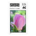 pink rose bud postage