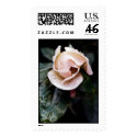 Pink Rose Bud postage by alexpg Pink Rose Bud postage
