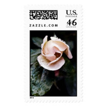Pink Rose Bud postage by alexpg Pink Rose Bud postage