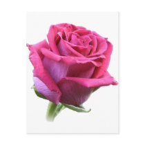Pink Rose Bud Postcard by Brooky_Designs Pink Rose Bud Postcard