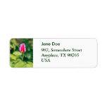 Pink rose bud return address labels