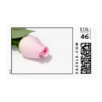 Pink Rose Bud Template Postage Stamp