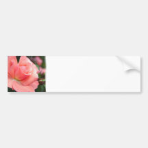 Pink Rose Bumper Sticker