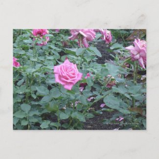 Pink Rose Bush postcard