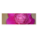 Pink Rose business cards by fonadena Pink Rose business cards