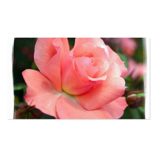 Pink Rose Business Card (back side)