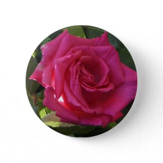 Pink Rose Button - for Valentine's Day? button