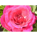 pink rose card