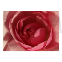 Pink Rose cards by TDSwhite Pink Rose cards