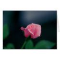 pink rose cards by cborgwardt pink rose cards