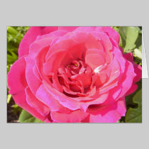 pink rose cards by cardart pink rose cards