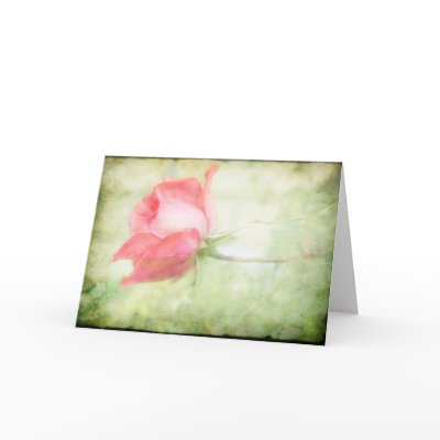 Pink Rose Greeting Card by jonicool