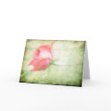 Pink Rose cards by jonicool Pink Rose cards