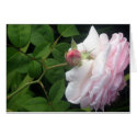Pink Rose Card