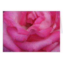 Pink Rose cards