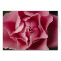 Pink Rose cards