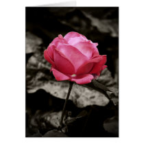 Pink rose card cards