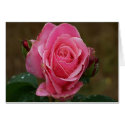 Pink Rose Card