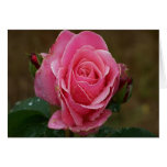 Pink Rose Card