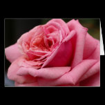 Pink Rose Card