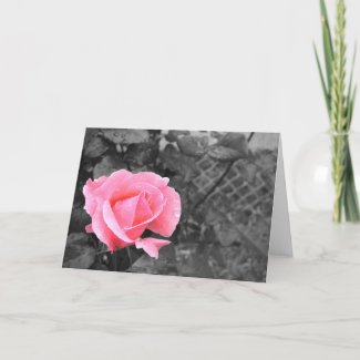 Pink rose card