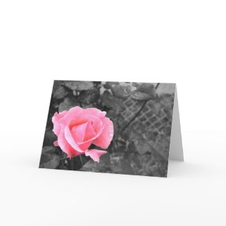 Pink rose card