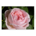Pink Rose Card