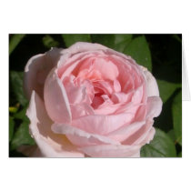 Pink Rose Card