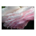 Pink Rose Card