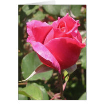 Pink Rose Card
