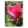 Pink Rose Card