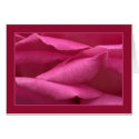 Pink rose card